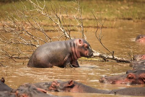 Hippo Facts, Information, Pictures & Vidoe's learn more about Hippos