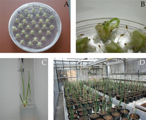 Production of onion haploid plants with in vitro gynogenesis. (A) In ...