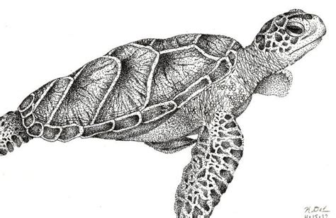 Image result for sea turtle drawing | Sea turtle drawing, Turtle ...