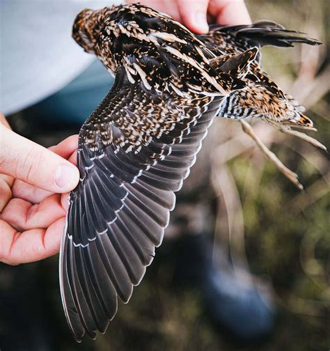 Snipe Hunting Tips | Working Man's Quail - Florida Sportsman