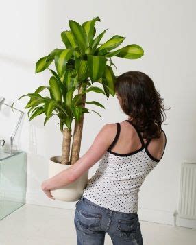 A Quick Guide to Corn Houseplant Propagation By Cane Cuttings ...