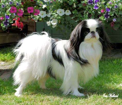 Japanese chin dog, Japanese chin puppies, Japanese chin