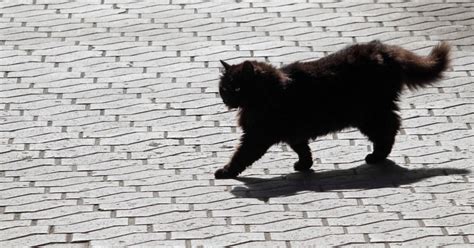 Black Cat Folklore And Superstitions Explained - CW Tampa