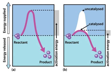 Chapter 7: Catalytic Mechanisms of Enzymes - Chemistry