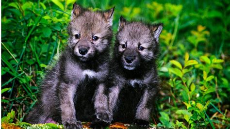 Wolf pups 'adopted' by Idaho high schoolers killed by federal agents ...