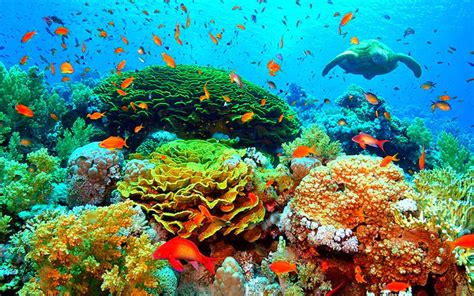 marine underwater - Google Search | Coral reef pictures, Coral reef ...