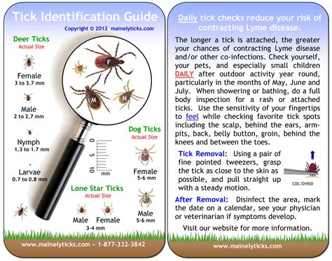 Michigan Tick Identification Chart