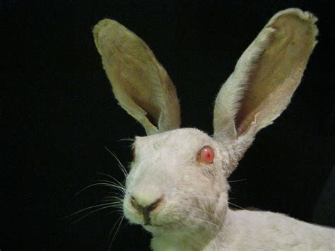 Bildresultat för albino rabbit | Albino animals, Albino, Rare albino ...