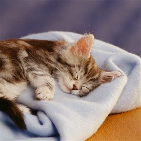 Cutest Photos of Kittens Sleeping | Reader's Digest