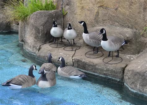 Goose Decoys Snow Canada Silhouette Wholesale Windsock Hunting Decoy ...