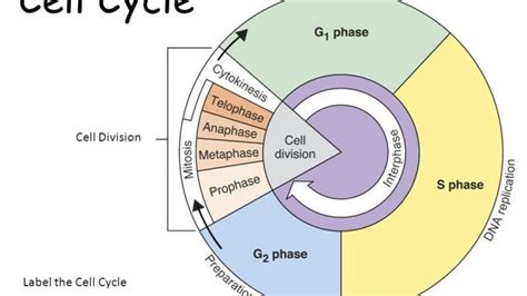 The Cell Cycle Diagram | Quizlet