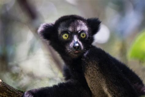 Best Time to See Indri Lemur in Madagascar 2018 - When & Where to See