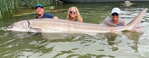 Biggest Sturgeon Fish Ever Caught