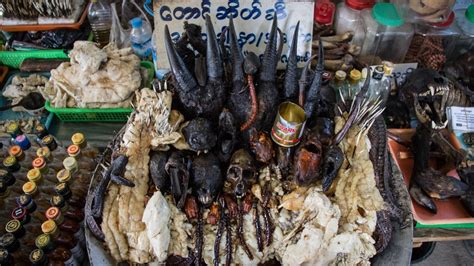 Hunting endangered animals in the jungles of Myanmar | Features | Al ...