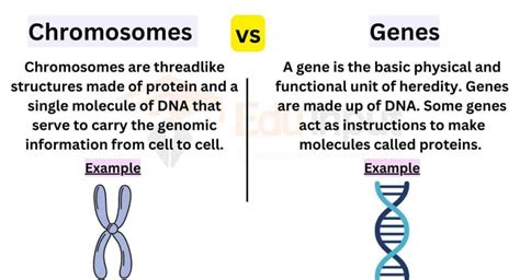 Difference Between Chromosomes and Genes