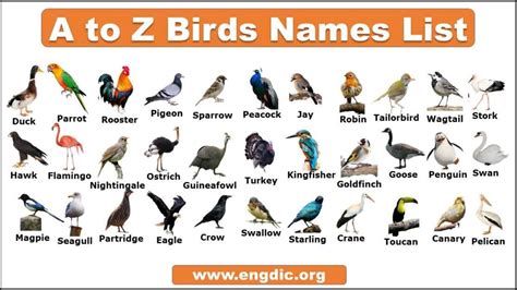 birds names – EngDic