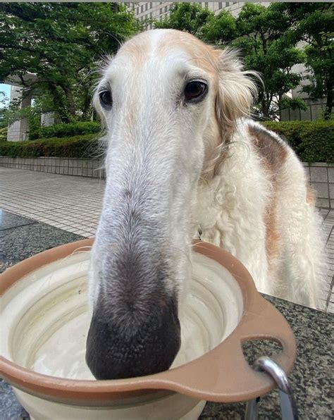 Pin by Ewelajda on ˖˚♡﹢borzoi .°× | Borzoi dog, Goofy dog, Silly dogs