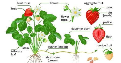 Strawberry Plant: The Complete Guide (Updated 2022)