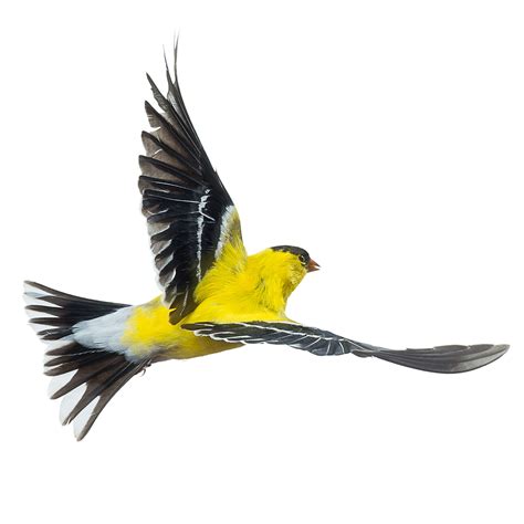 American Goldfinch_001 - Wild Birds Flying