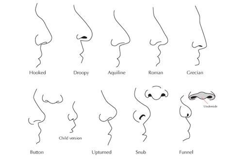 Nose Shape Chart - What kind of nose do you have? - Page 2 - AnthroScape