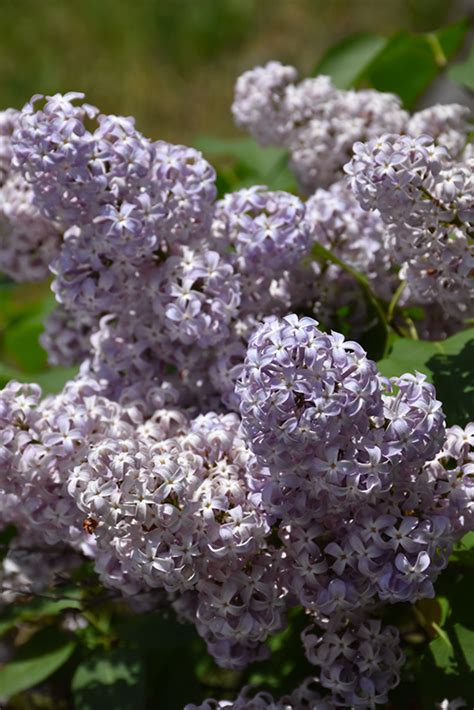 Lavender Lady Lilac (Syringa vulgaris 'Lavender Lady') in Issaquah ...