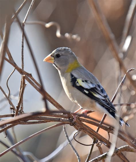 An Evening Grosbeak Drops In To Visit Riverwood in Mississauga ...