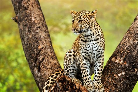 North East India Wildlife Tour Packages - Shikhar Travels