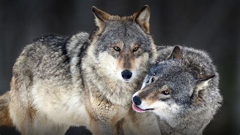 Wolf | San Diego Zoo Animals & Plants