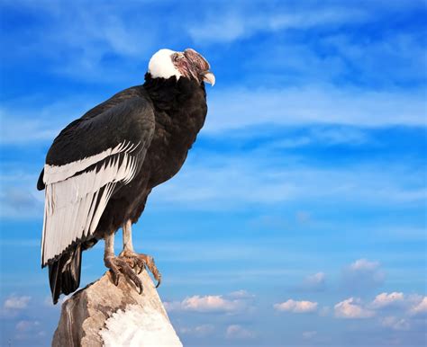 15 Fast Facts About Andean Condors