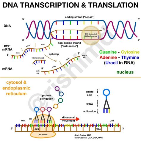 How mRNA Vaccines Work - Gene Transcription And Translation | RK.MD