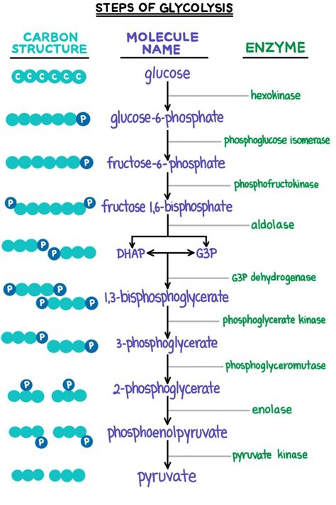 Glycolysis (Cellular Respiration) — Summary & Steps - Expii ...