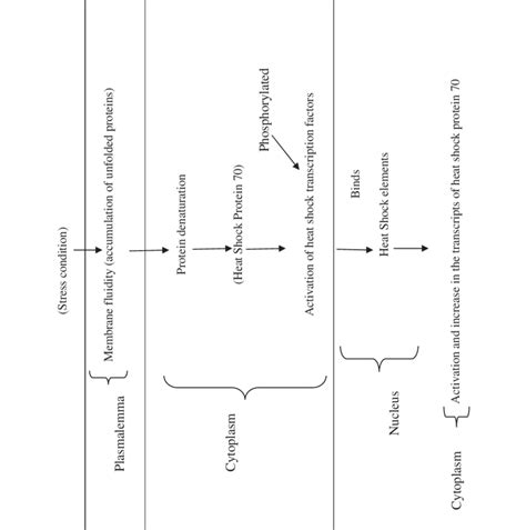 schematic process of the hsp70 response to stress in plants under ...