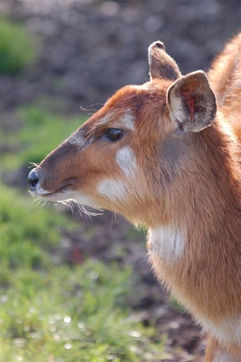 Sitatunga Antelope - Whipsnade | Antelope, Mammals, Animals