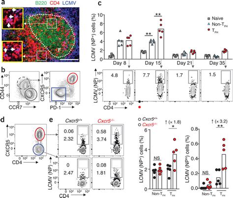 TFC cells control viral infection of TFH cells. (a) Immunofluorescence ...