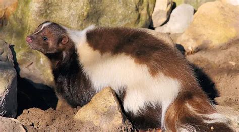 Can Skunks Climb Fences? - Pest Control Tips and Advice