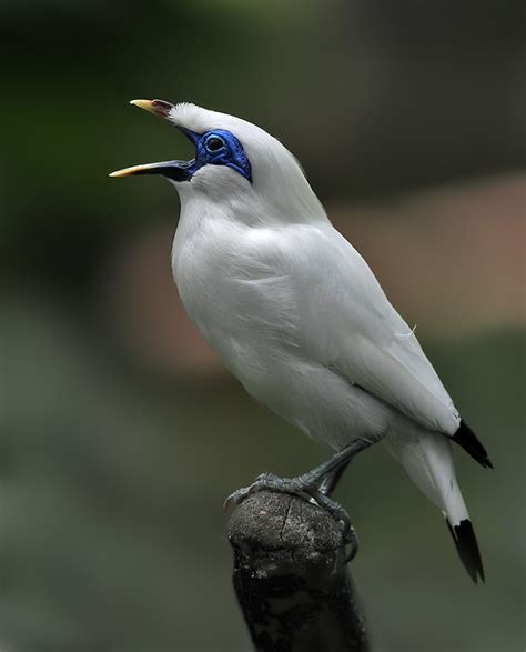 Burung Jalak Bali hampir punah di indonesia | Info Ali Yasha