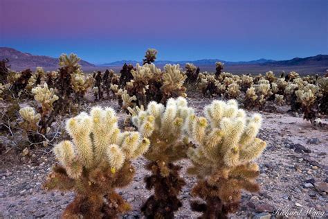 Cholla Cactus Garden Photo | Richard Wong Photography