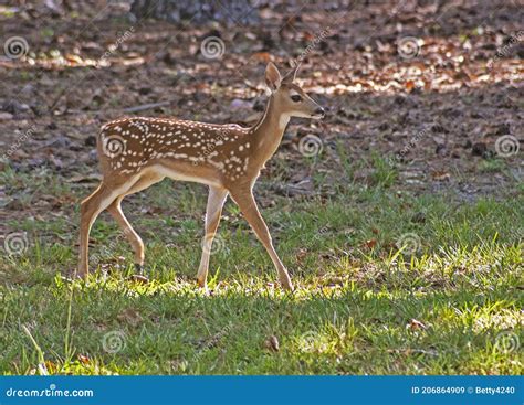 Baby Spotted Baby Deer Walking through the Grass. Stock Image - Image ...