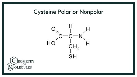 Cysteine Polar or Nonpolar: Check Polarity - YouTube