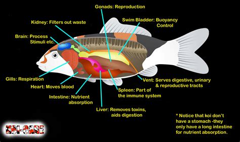 Koi Fish Skeleton Anatomy Diagram, Koi Fish External Anatomy Diagram ...