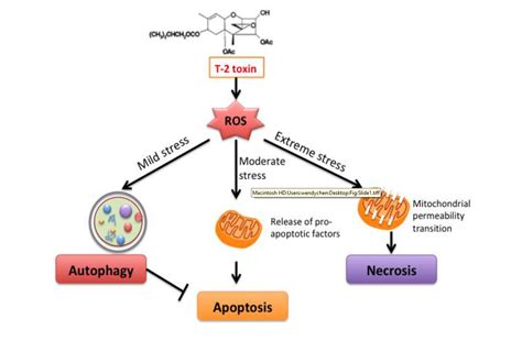 Autophagy Apoptosis Necrosis