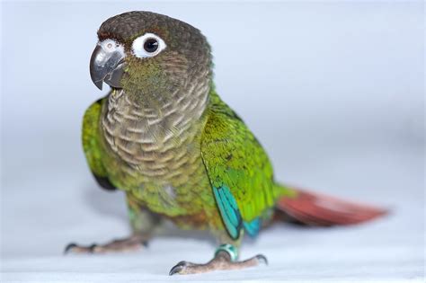 Las cotorras de mejillas verdes son excelentes mascotas para loros