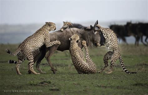 Big Cats - Wildlife Photography, ClementWild, Photographic Safaris