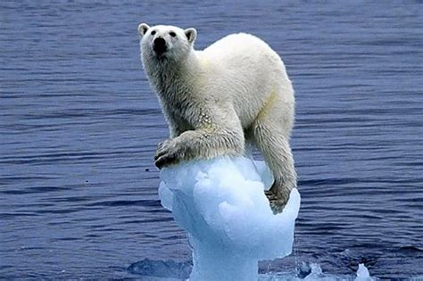 Arctic Sea Ice Thins, So Do Polar Bears - Sandhills Sentinel