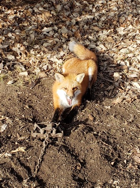 Fox Trapping - Tips for Traps, Bait, and Sets | THF Outdoors