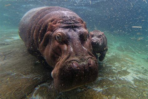 Swimming Hippos Pose for the Camera Picture | Cutest baby animals from ...