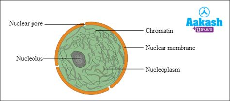 Nucleolus: Definition, Structure, Function & Nucleus | AESL