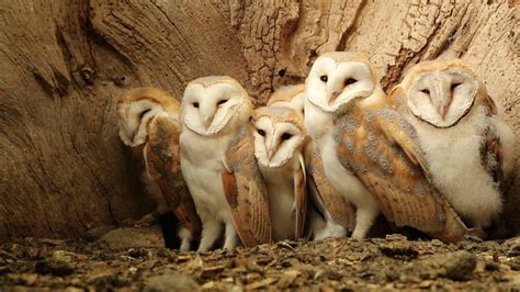 Seven Barn Owl Chicks in the Nest | Discover Wildlife | Robert E Fuller ...