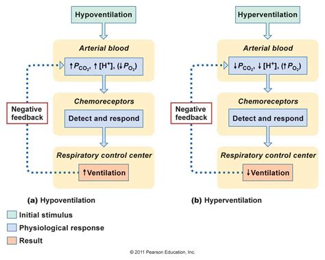 hyperventilation and hypoventilation | Icu nursing, Human anatomy and ...