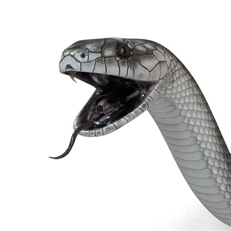 Black Mamba Snake PNG